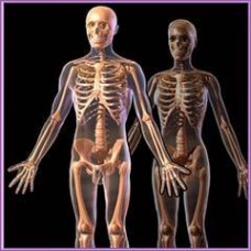 Lab Models